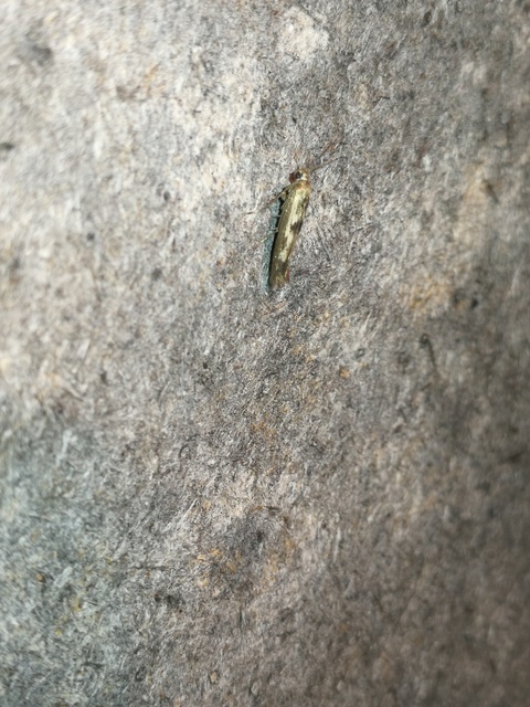 Scythris limbella - parajfonó zöldmoly