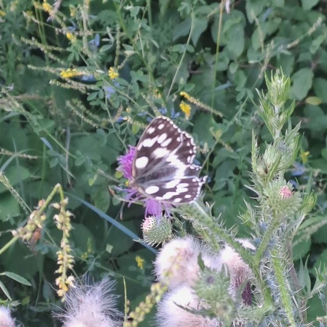 Melanargia galathea - sakktáblalepke