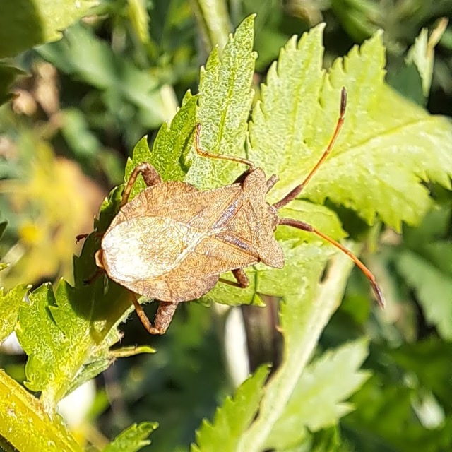 Coreus marginatus - közönséges karimáspoloska