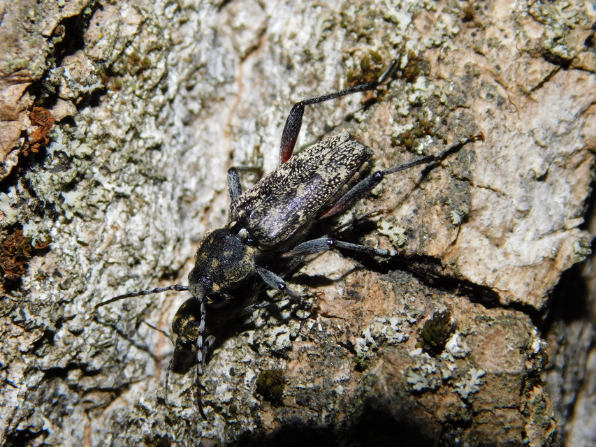 Xylotrechus rusticus - egérszínű darázscincér