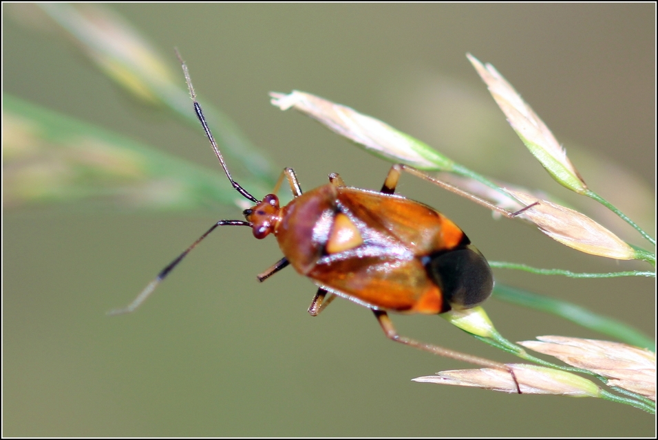 Deraeocoris ruber - vöröses mezeipoloska
