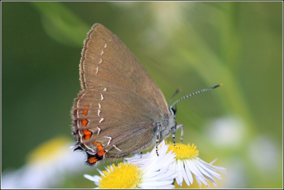 Satyrium ilicis - tölgyfa-csücsköslepke