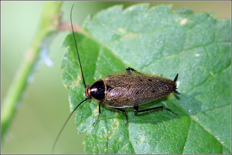 Ectobius erythronotus - sárgatorú erdeicsótány