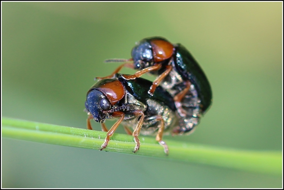 Smaragdina xanthaspis - cser-zsáklevelész