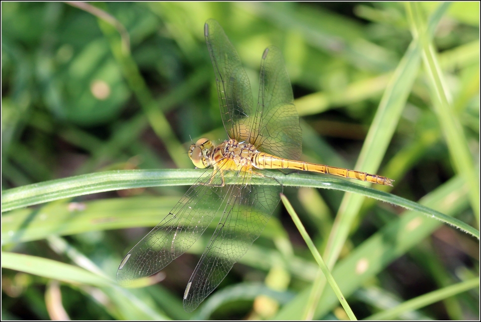 Sympetrum meridionale - fakó katona-szitakötő