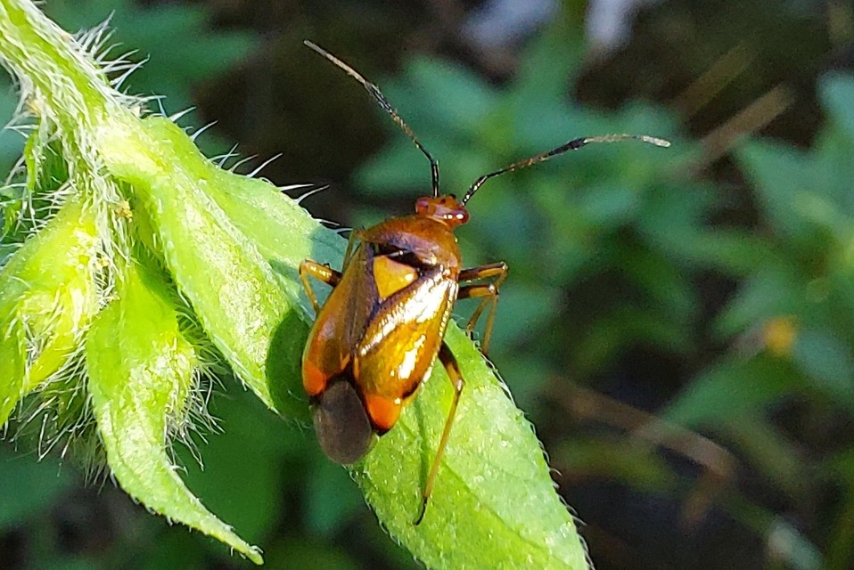 Deraeocoris ruber - vöröses mezeipoloska