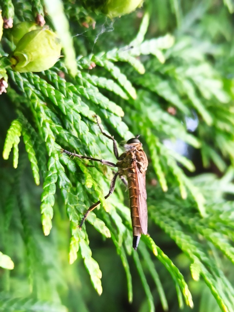 Philonicus albiceps