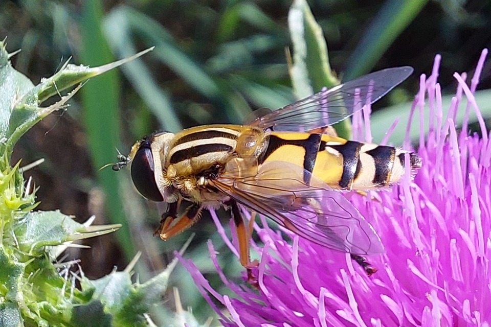 Helophilus trivittatus - nagy mocsárilégy