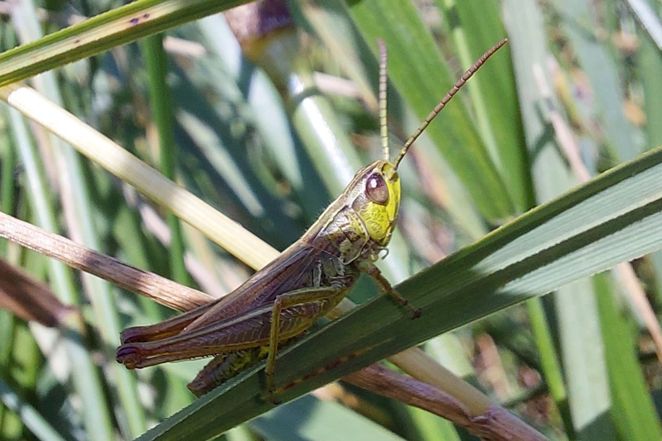 Pseudochorthippus parallelus - közönséges rétisáska