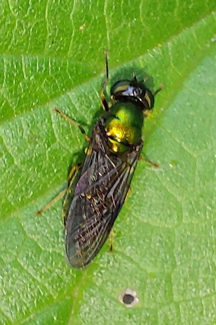 Stratiomyidae - katonalégyfélék