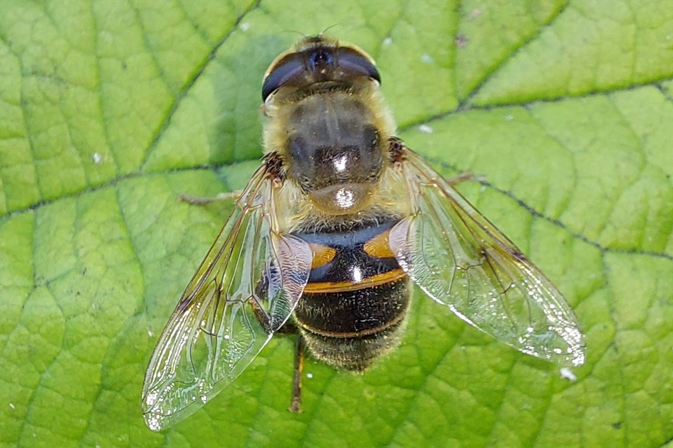 Eristalis tenax - közönséges herelégy