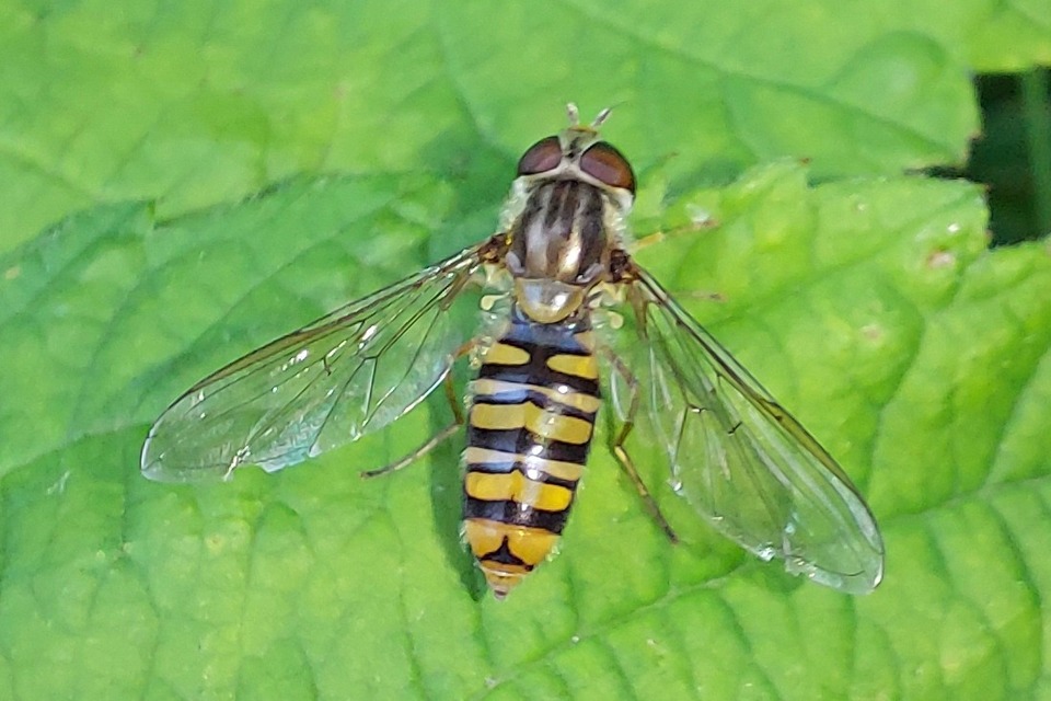 Episyrphus balteatus - ékfoltos zengőlégy