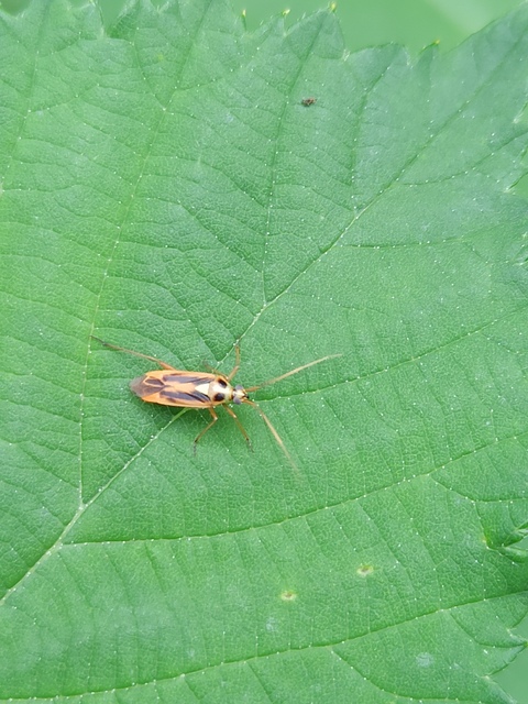 Stenotus binotatus - kétfoltos mezeipoloska
