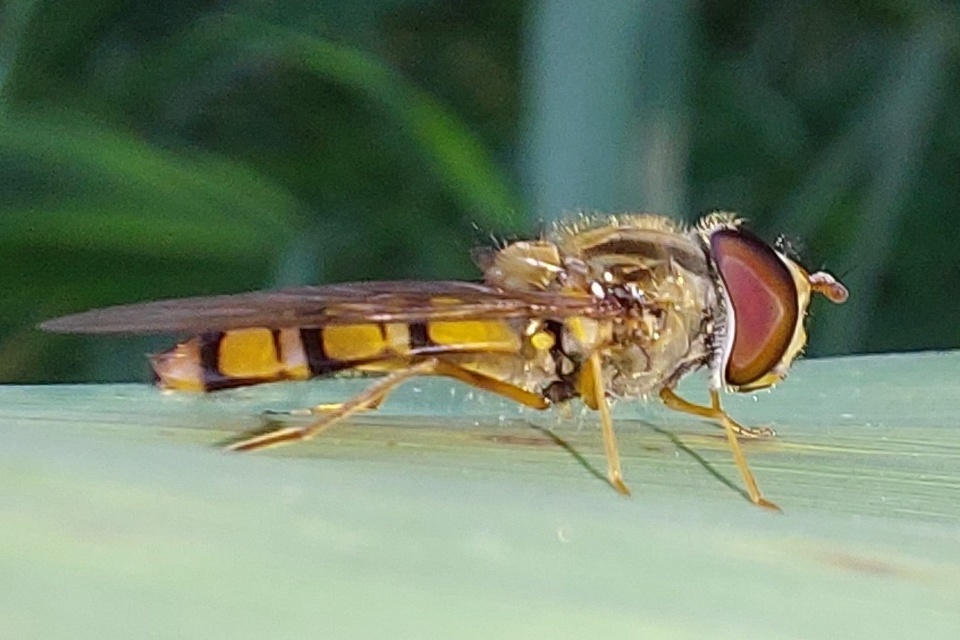 Episyrphus balteatus - ékfoltos zengőlégy