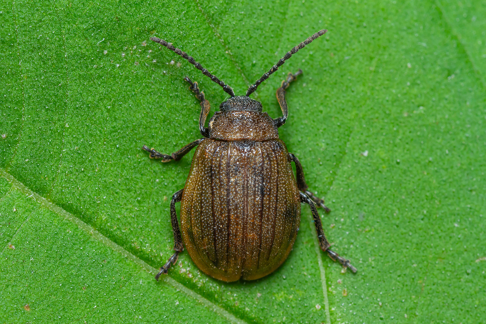 Galeruca pomonae - barna olajosbogár