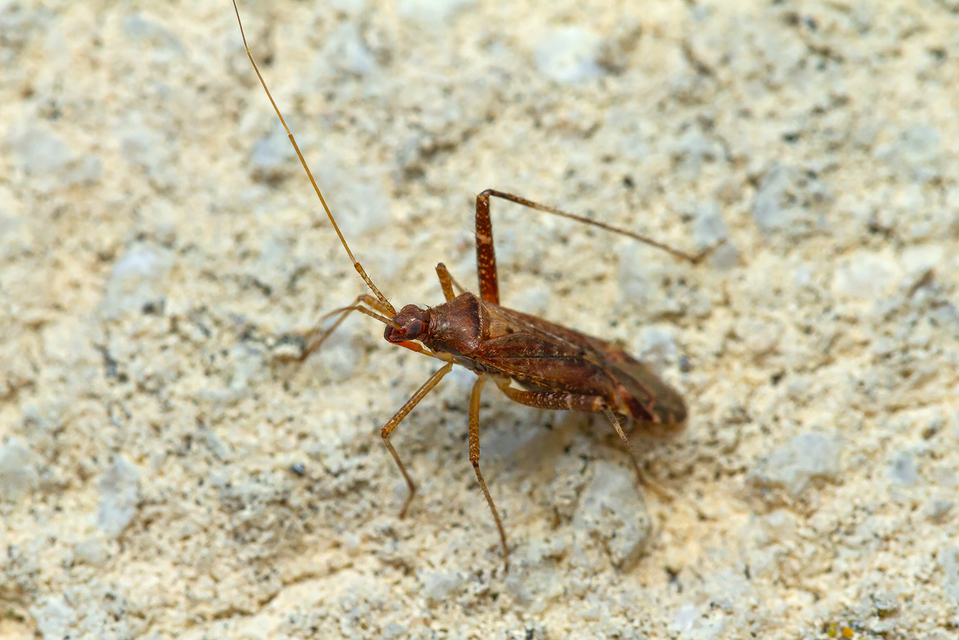 Phytocoris
