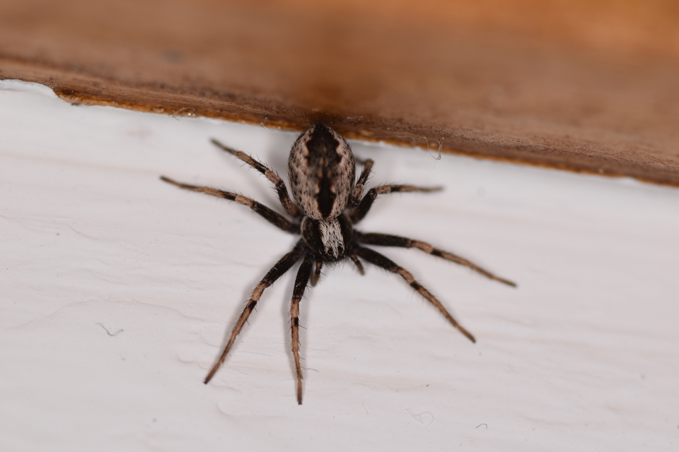Araneae - Pókok Araneae - Pókok