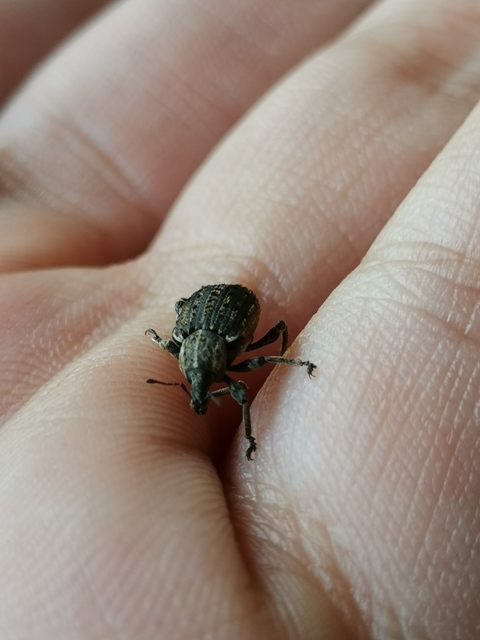 Brachypera zoilus - lucerna-gubósormányos