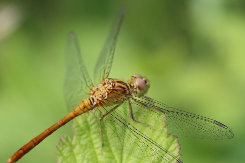 Sympetrum meridionale - fakó katona-szitakötő