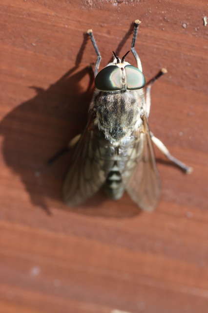 Tabanidae - böglyök
