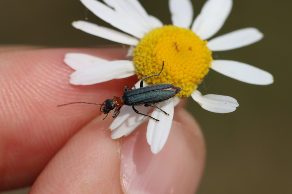 Oedemera croceicollis - pirostorú álcincér