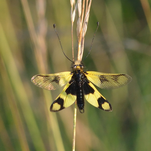 Libelloides macaronius - keleti rablópille