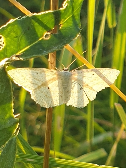 Scopula flaccidaria - alföldi sávosaraszoló