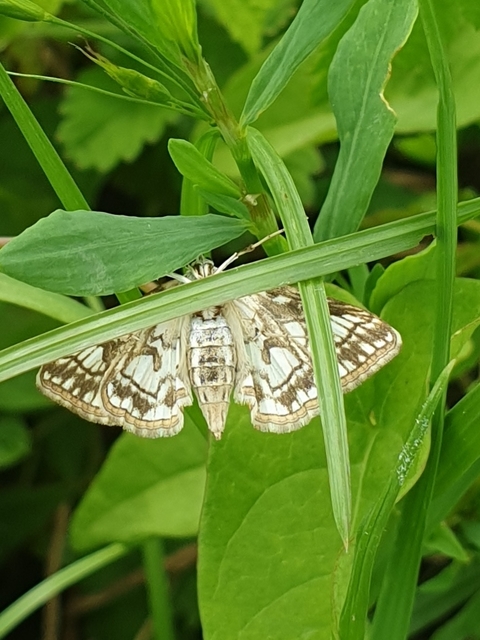 Elophila nymphaeata - tarka vízimoly