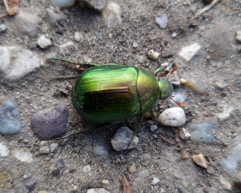 Anomala vitis - nagy fináncbogár