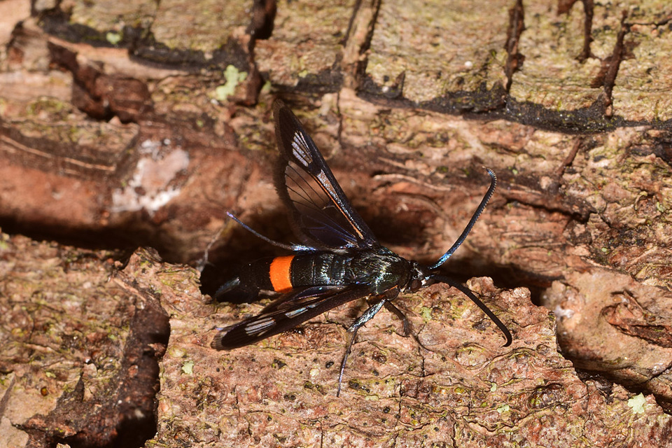 Synanthedon myopaeformis - almafaszitkár