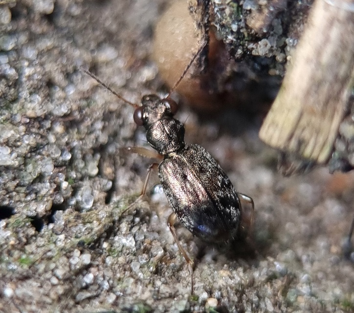 Asaphidion flavipes - közönséges sárfutó