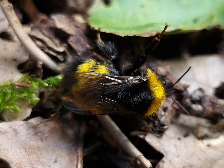 Bombus haematurus - mediterrán poszméh
