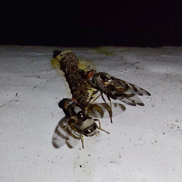 Myennis octopunctata