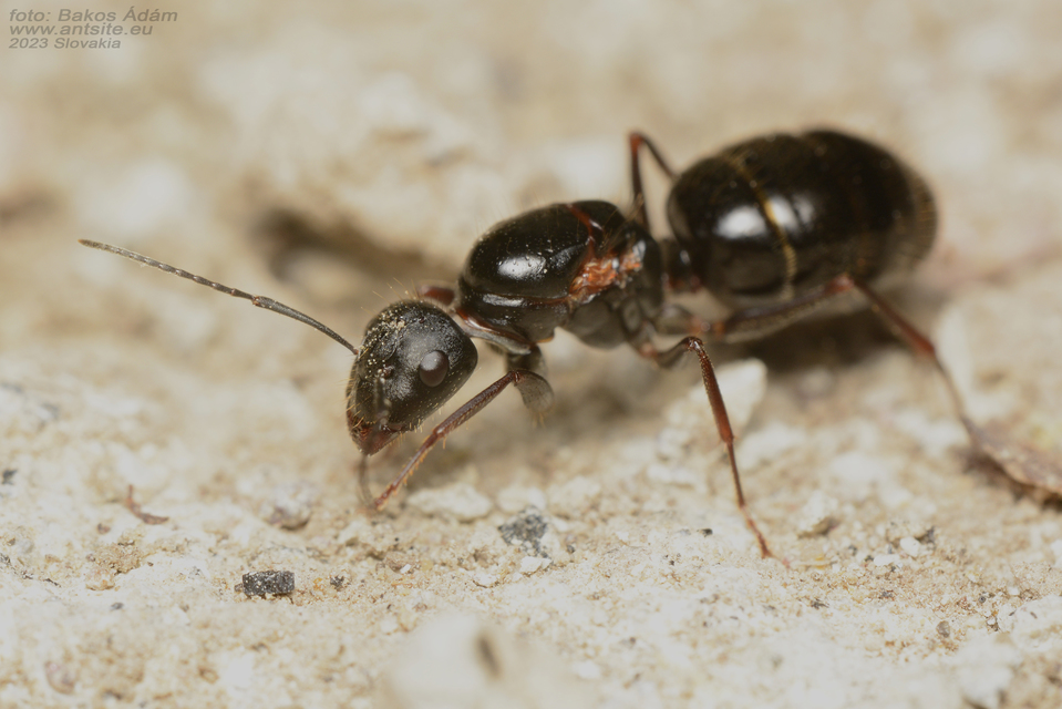 Camponotus aethiops - szőrös lóhangya