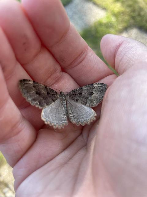 Triphosa dubitata - kutyabenge-araszoló