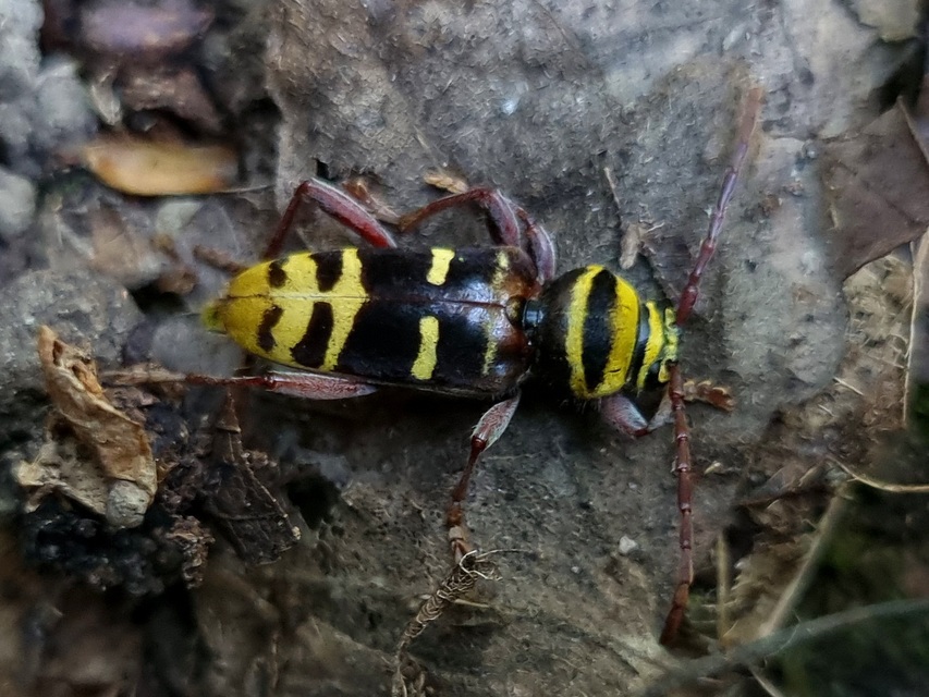 Plagionotus detritus - sárgafarú darázscincér