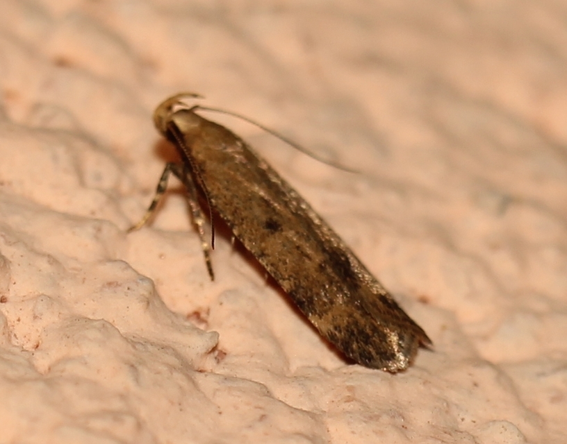 Pexicopia malvella - mályvalevél-sarlósmoly