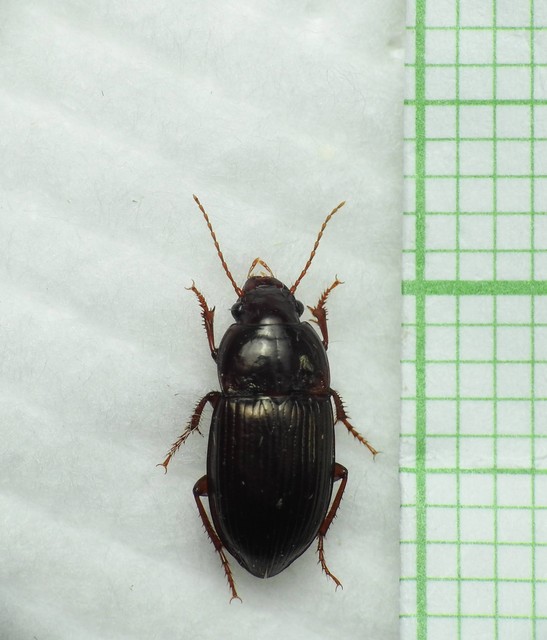 Amara consularis - szélesnyakú közfutó Amara consularis - szélesnyakú közfutó