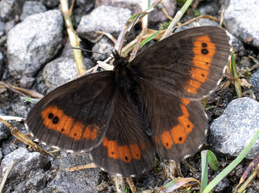 Erebia euryale