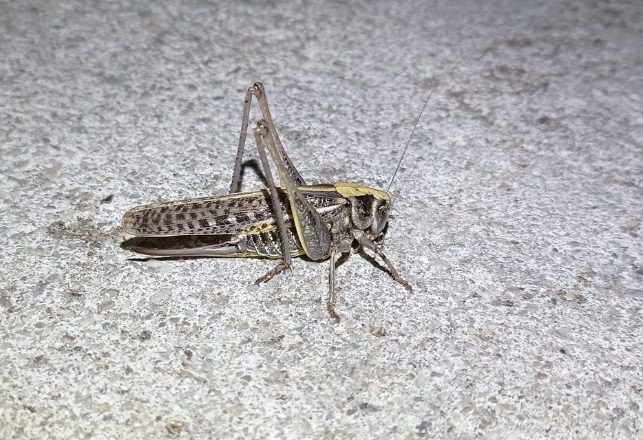 Decticus verrucivorus - szemölcsevő szöcske