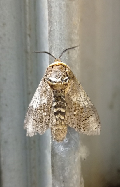 Cossus cossus - fűzfarontólepke