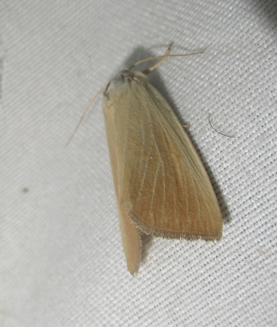 Arenostola phragmitidis - selymes nádibagoly