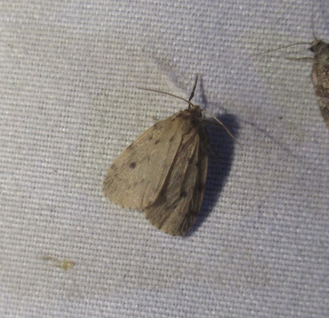 Thumata senex - mocsári medvelepke