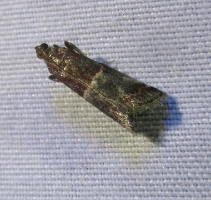 Acrobasis marmorea - márványos karcsúmoly