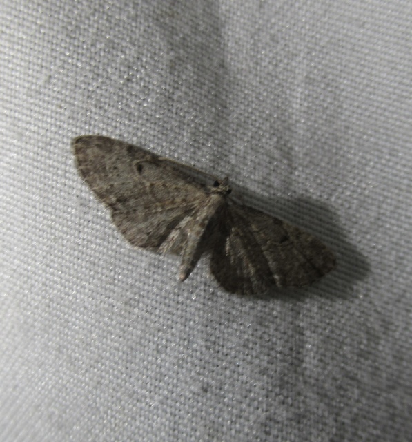 Eupithecia tenuiata - sötétszegélyű törpearaszoló