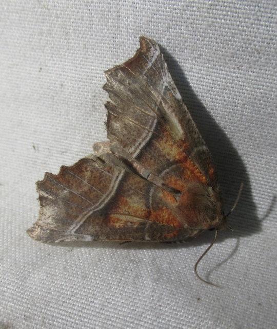 Scoliopteryx libatrix - vörös csipkésbagoly