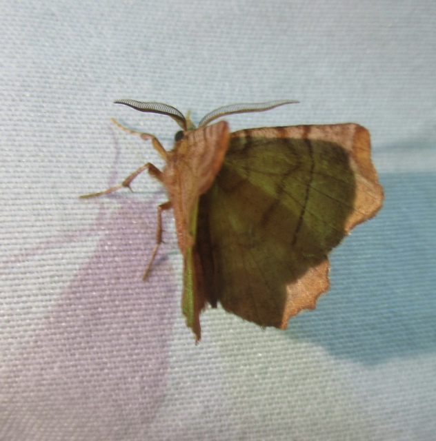 Selenia dentaria - kétfoltos holdasaraszoló