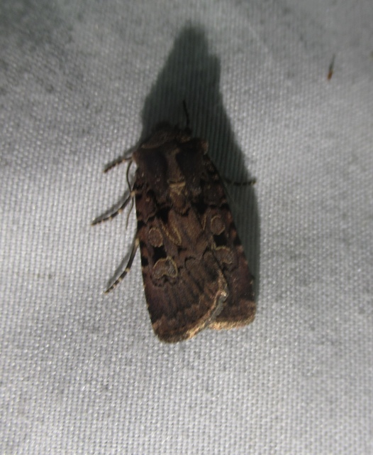 Chersotis rectangula - barna földibagoly