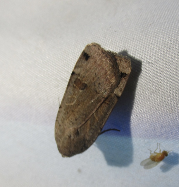 Noctua orbona - foltos sárgafűbagoly