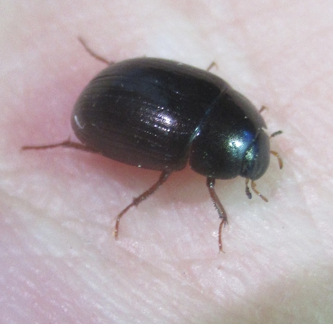 Hydrobius